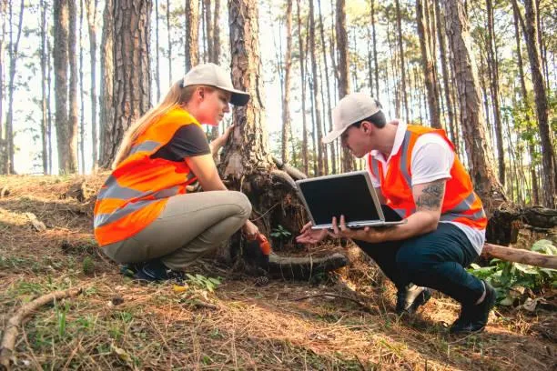 Imagem Ilustrando Resiliência Florestal