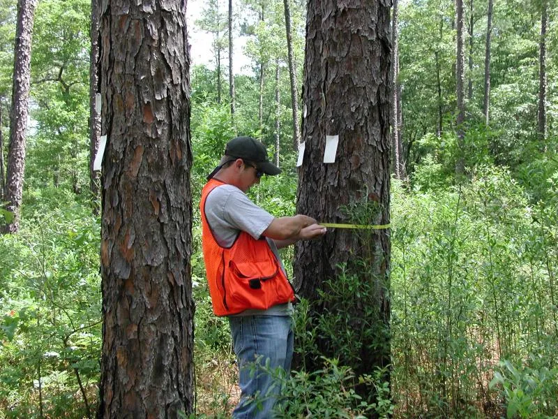 Imagem Ilustrando Resiliência Florestal