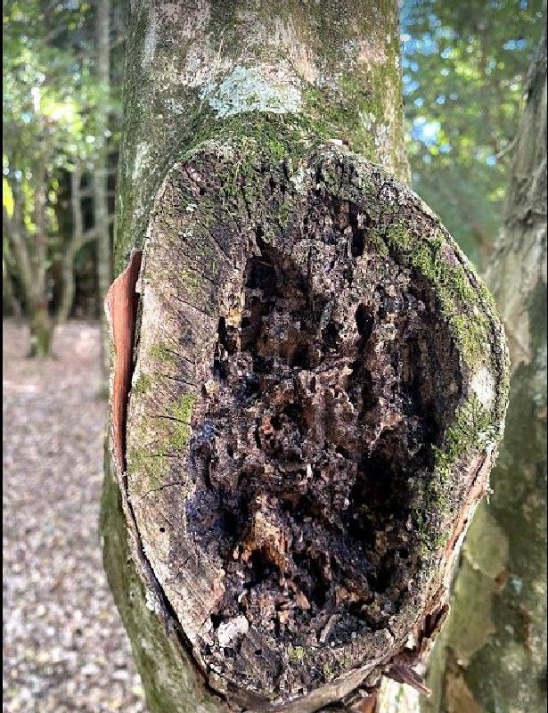 Controle de Pragas e Doenças Florestais