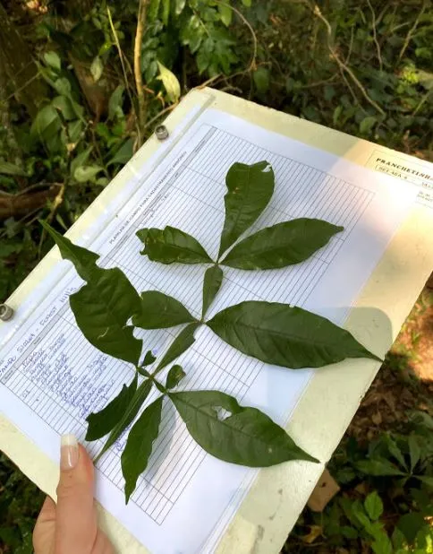 Imagem Ilustrando Resiliência Florestal