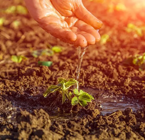 Imagem Ilustrando Resiliência Florestal