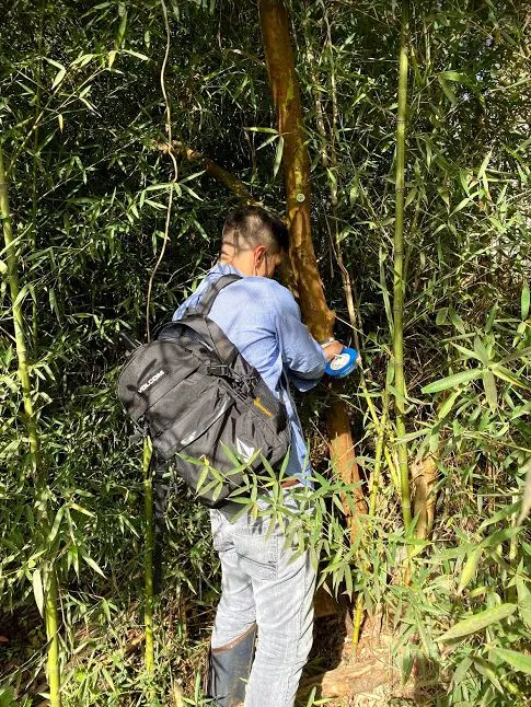 Imagem Ilustrando Resiliência Florestal