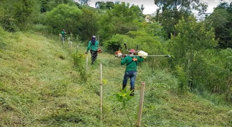 Imagem Ilustrando Resiliência Florestal