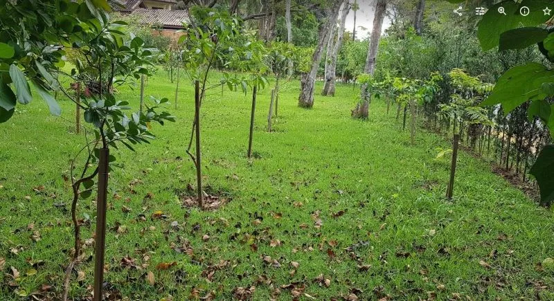 Imagem Ilustrando Resiliência Florestal