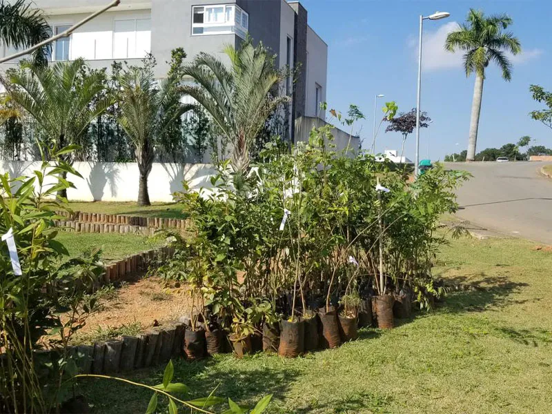 Imagem Ilustrando Resiliência Florestal