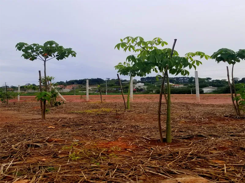Imagem Ilustrando Resiliência Florestal