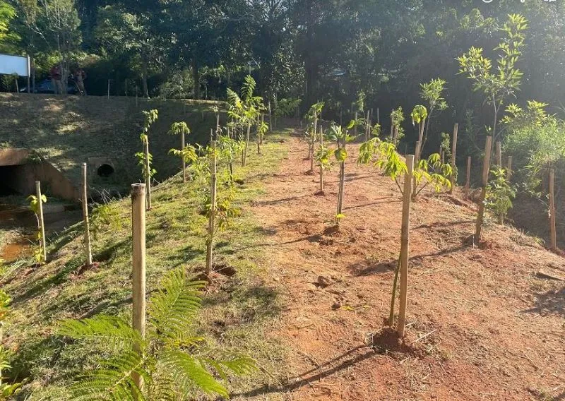 Imagem Ilustrando Resiliência Florestal
