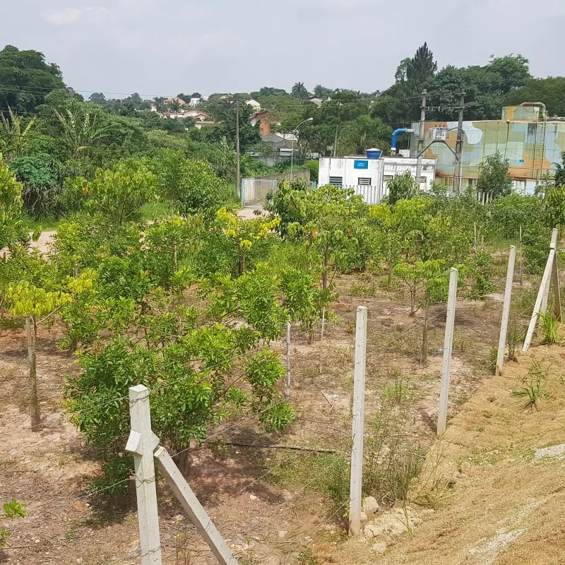 Imagem Ilustrando Resiliência Florestal